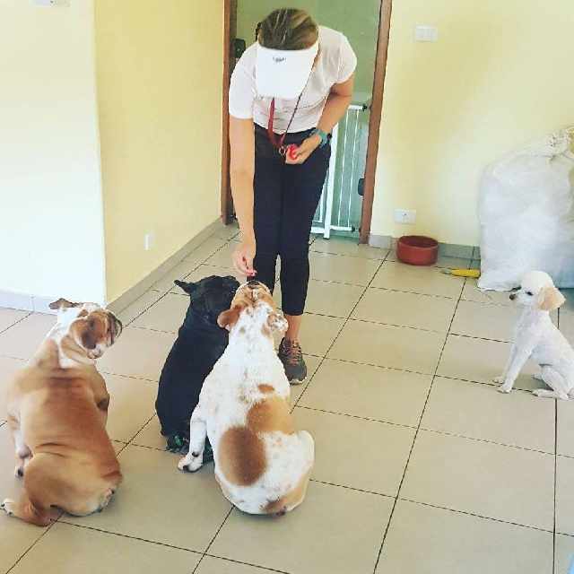 Foto 1 - Adestramento de cães